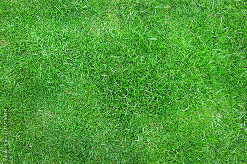 Top view manila grass ,Natural green patterns background photo