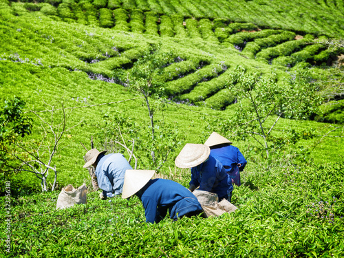Tea pickers in traditional hats collecting green tea leaves