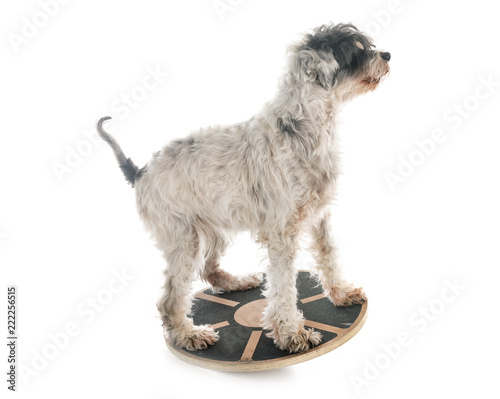 Картината върху платно old tibetan terrier