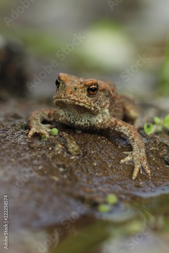 A yellow-brown frog sits on the ground amid the grass