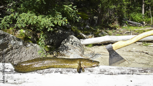 фотографія Fresh catch - fish burbot lies on a log and an ax nearby to cut the fish