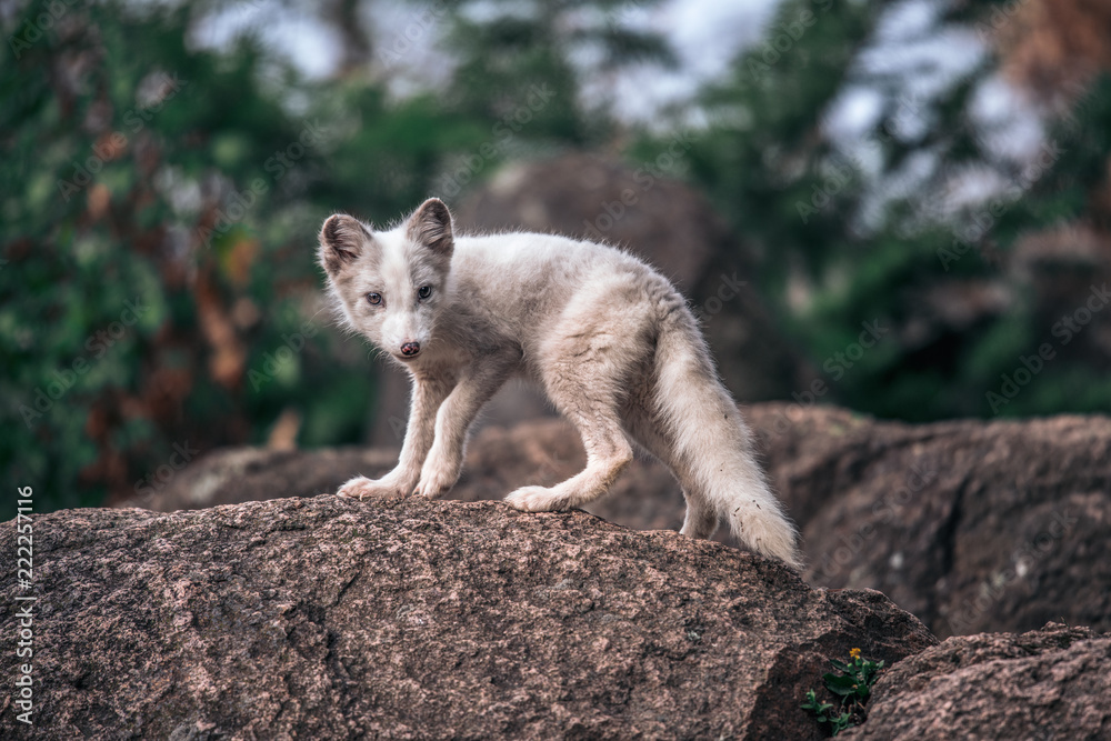 Beautiful wild animal in the grass. Arctic Fox, Vulpes lagopus, cute animal portrait in the nature habitat, grassy meadow with flowers, Svalbard, Norway. Beautiful wild animal in the grass. Arctic Fox, Vulpes lagopus, cute animal portrait in the nature habitat, grassy meadow with flowers, Svalbard, Norway.