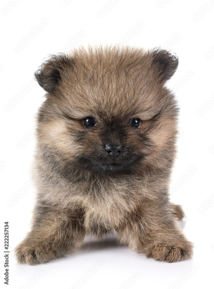 Obraz premium puppy pomeranian in studio
