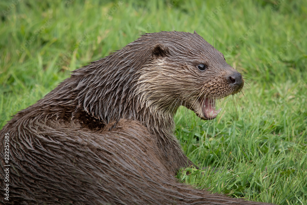 A close up portrait of an otter with its mouth open and staring to the right A close up portrait of an otter with its mouth open and staring to the right