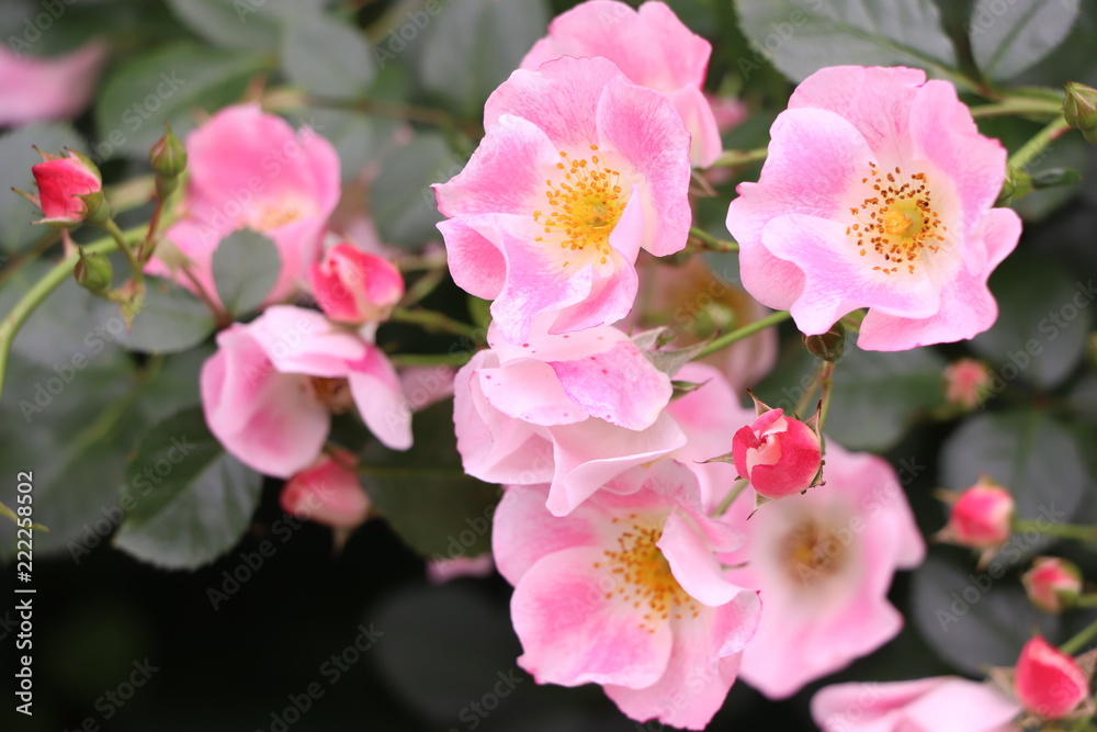 花 花