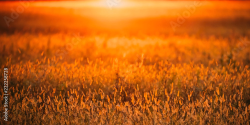 Meadow Grass In Yellow Sunlight Background. Autumn Season