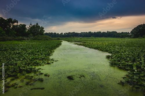 Path Through the Lily Pads