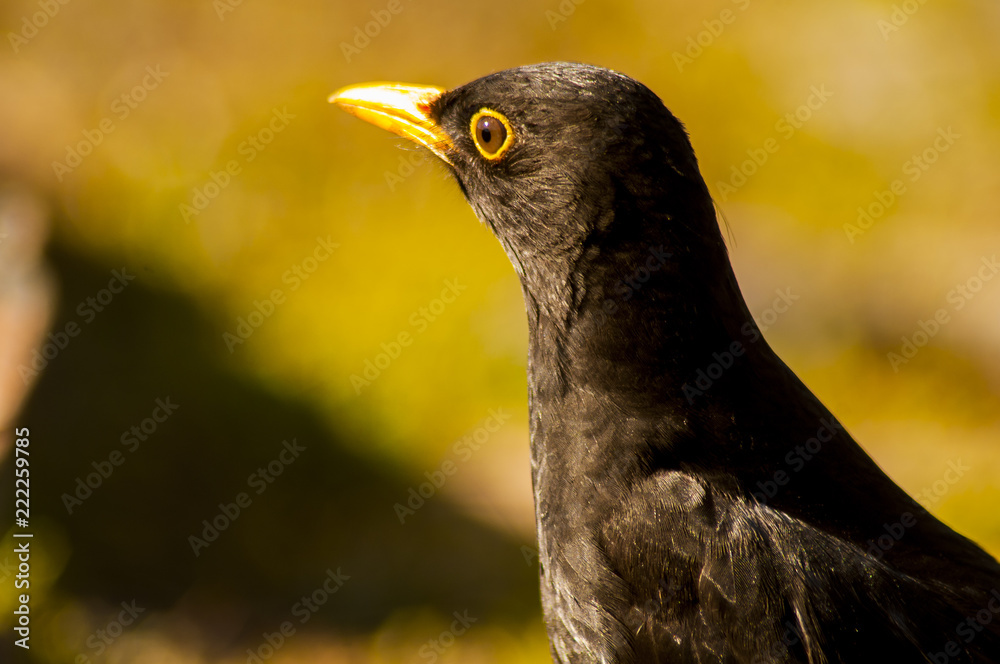 Fototapeta premium Black bird (Turdus merula) portrait, adult, young