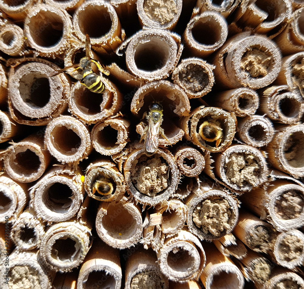 Insektenhotel StockFoto Adobe Stock