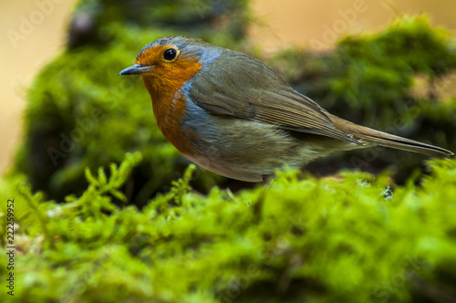 Robin (Erythacus rubecula) portrait