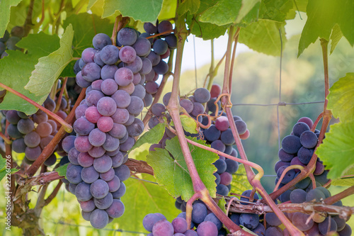 A bunch of blue grapes in a vineyard