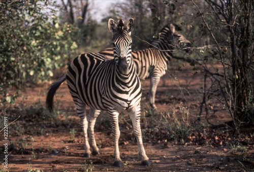 Plains Zebra (Equus burchellii), Kruger National Park, Mpumalanga, South Africa
 photo