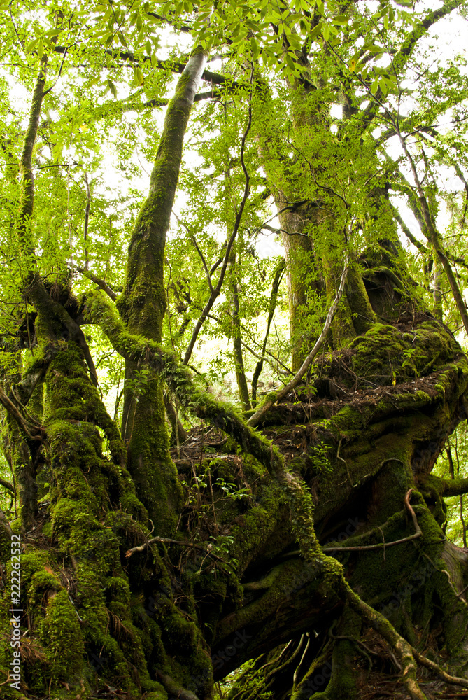 Fototapeta premium A forest of Yakushima which 