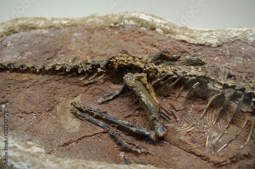 発掘された恐竜の化石 © goro20
