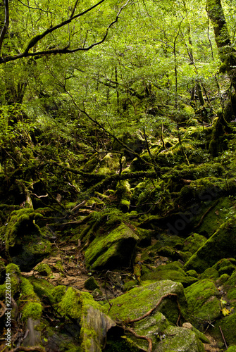 A forest of Yakushima which  Yakusugi Landes  bristles with a huge tree and unique trees  and a clean river flows  and is wrapped in the moss which green is rich in.