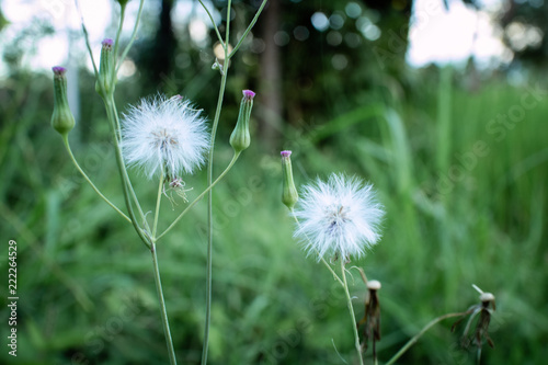 dandelion in grass