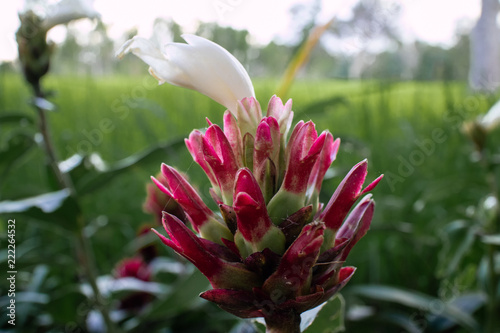 flower in garden