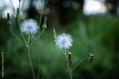 dandelion in grass