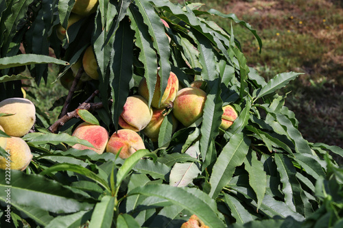 Compact dwarf peach tree