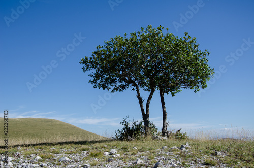 Beautiful solitary tree