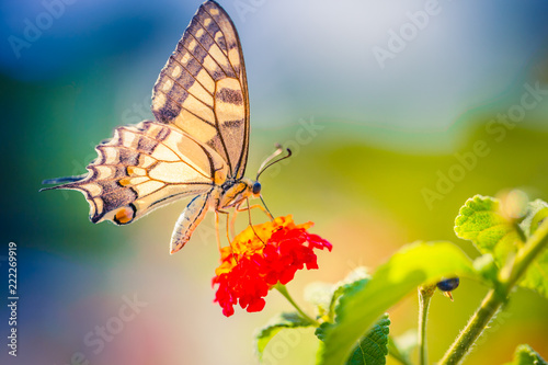 Beautiful butterfly on brifght dreamy blurred background. Summer flowers and butterfly, sun rays. Nature background concept. Inspirational nature design photo