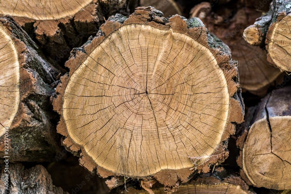 The texture of a dry round wooden trunk with annual rings and cracks close-up. The texture of a dry round wooden trunk with annual rings and cracks close-up.