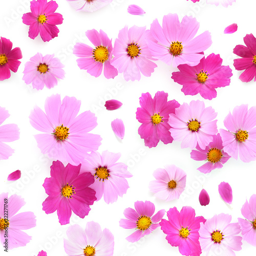Fototapeta Naklejka Na Ścianę i Meble -  Pink Cosmos flowers isolated on white background, top view, seamless pattern.