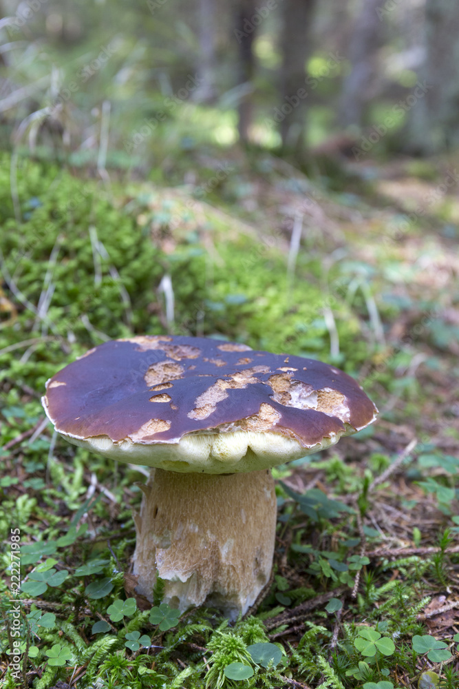 The white Summer Boletus in the Forest The white Summer Boletus in the Forest