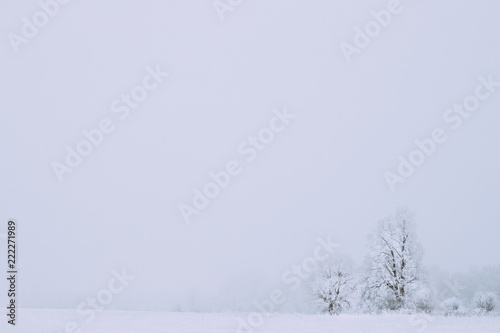 Snow-covered Field In Winter Frosty Day. Fluffy Trees In Snow. M © Grigory Bruev