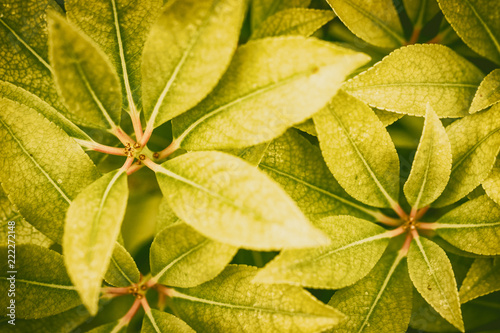 Grünpflanze, Nahaufnahme