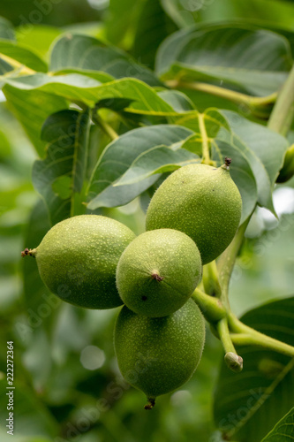 Walnuß in Fruchtschale, Nahaufnahme
