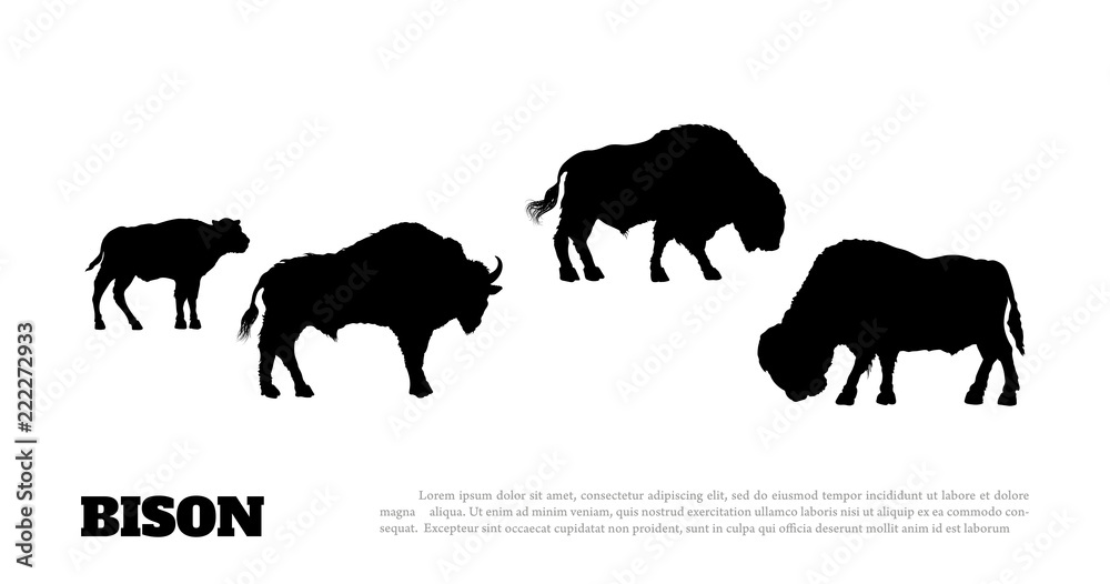 Black silhouette of bison herf on white background. Buffalo isolated ...
