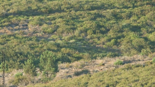 Wild wolfs cubs walking, long distance shot in 4k photo