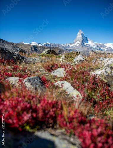 Matterhorn mit rot eingefärbtem Busch