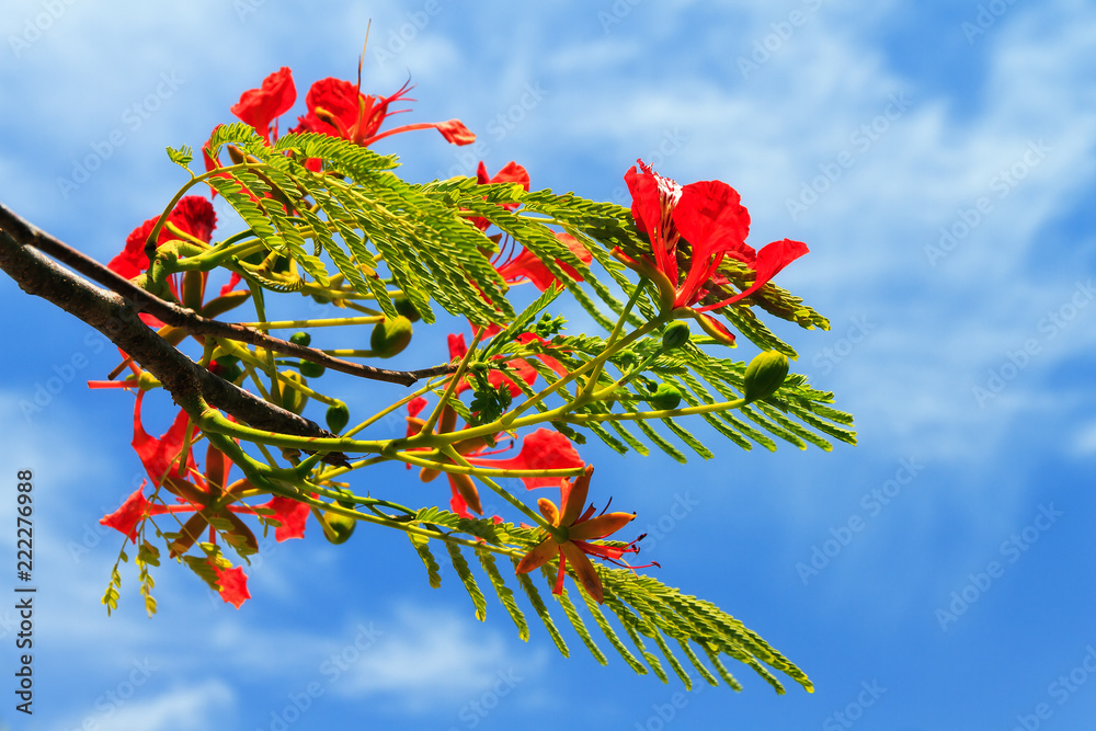 Red Flowers Of The Delonix Regia Tree