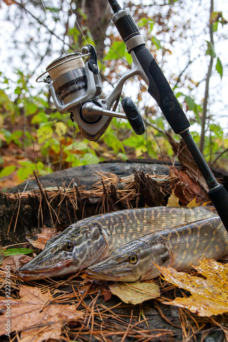 Freshwater pike fish lies on a wooden hemp and fishing rod with reel..