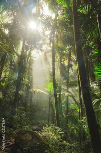 Fototapeta Naklejka Na Ścianę i Meble -  Beautiful jungle path through the El Yunque national forest in Puerto Rico