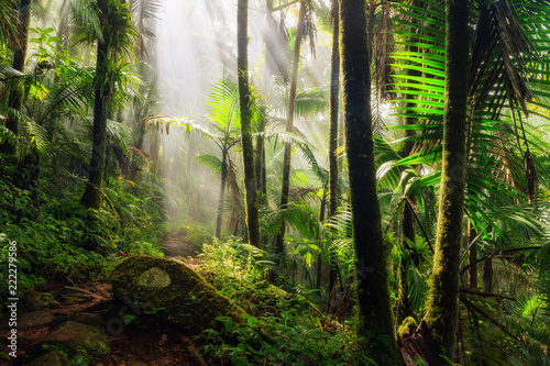 Tablou canvas Beautiful jungle path through the El Yunque national forest in Puerto Rico