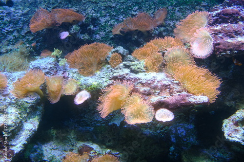 corals