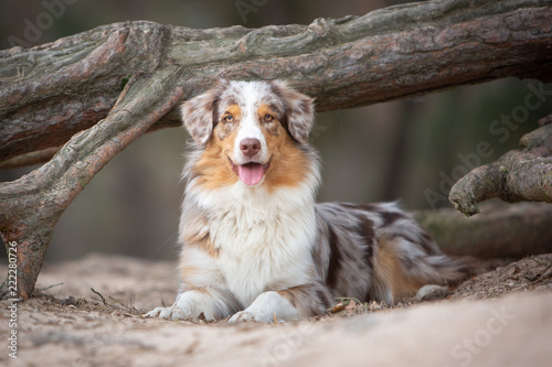 Billede på lærred Australian Shepherd dog in nature in front of a tree