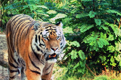 Fototapeta Naklejka Na Ścianę i Meble -  Tigre