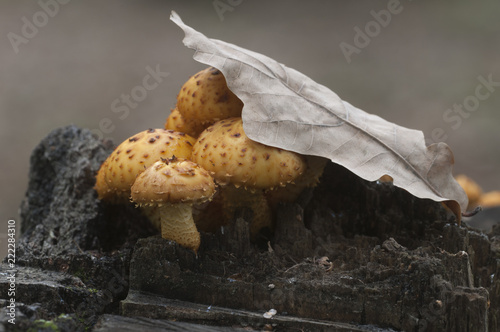 Pholiota aurivella mushroom photo