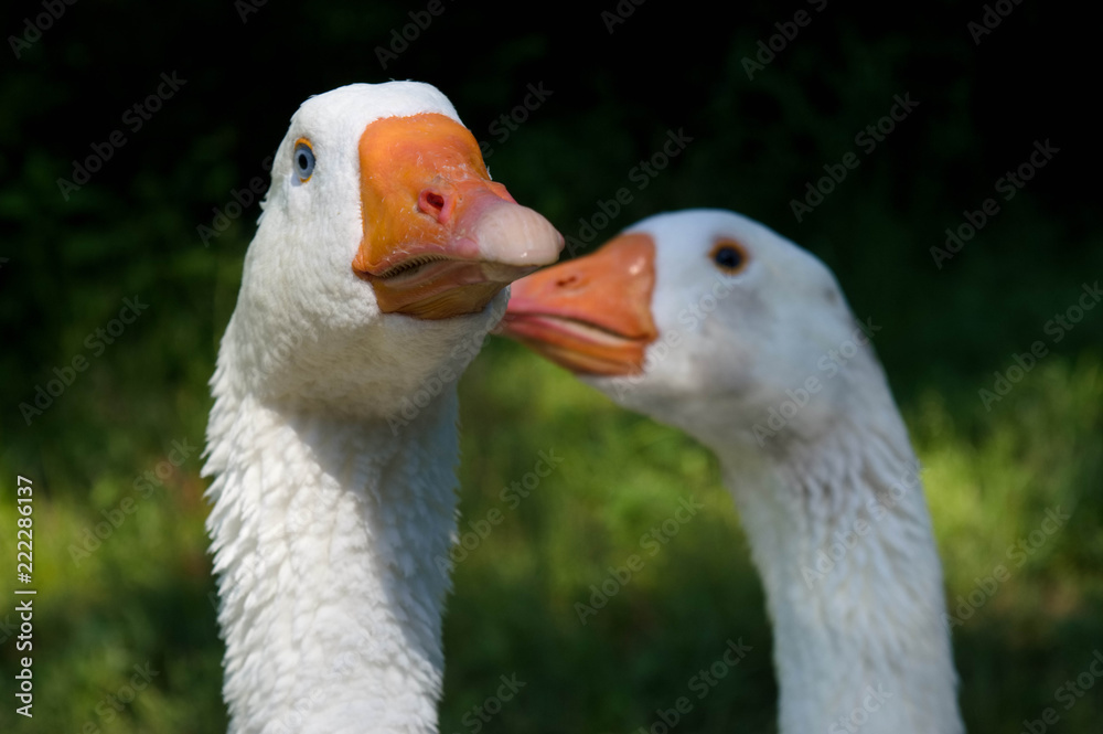 Aufmerksame Gans beobachtet ihre Umgebung. Aufmerksame Gans beobachtet ihre Umgebung.