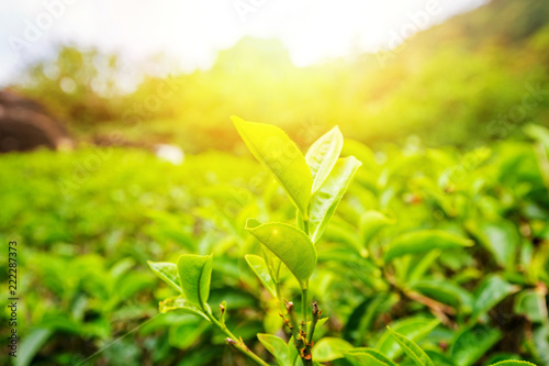 Close up leaf of green tea