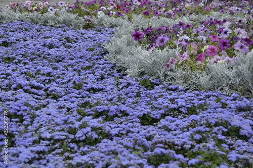 field of purple flowers