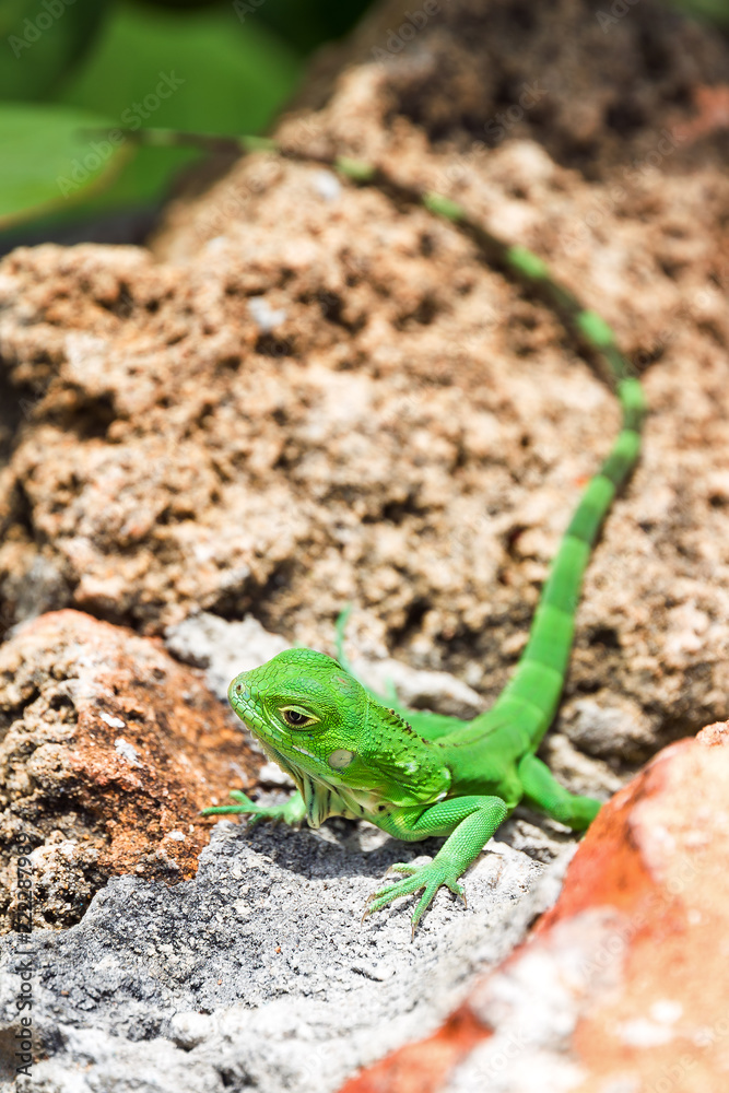 The green iguana (Iguana iguana), also known as common iguana or American iguana, in Puerto Rico The green iguana (Iguana iguana), also known as common iguana or American iguana, in Puerto Rico