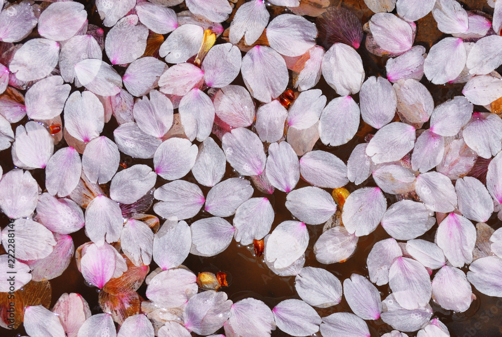 Fototapeta premium 桜 花びら 水 素材