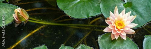 Photos Nénuphar
