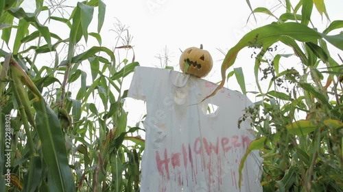 The celebration of Halloween. Garden Scarecrow with Jack's lantern instead of the head and the bloody inscription Halloween is on the corn field. Steadicam shot photo