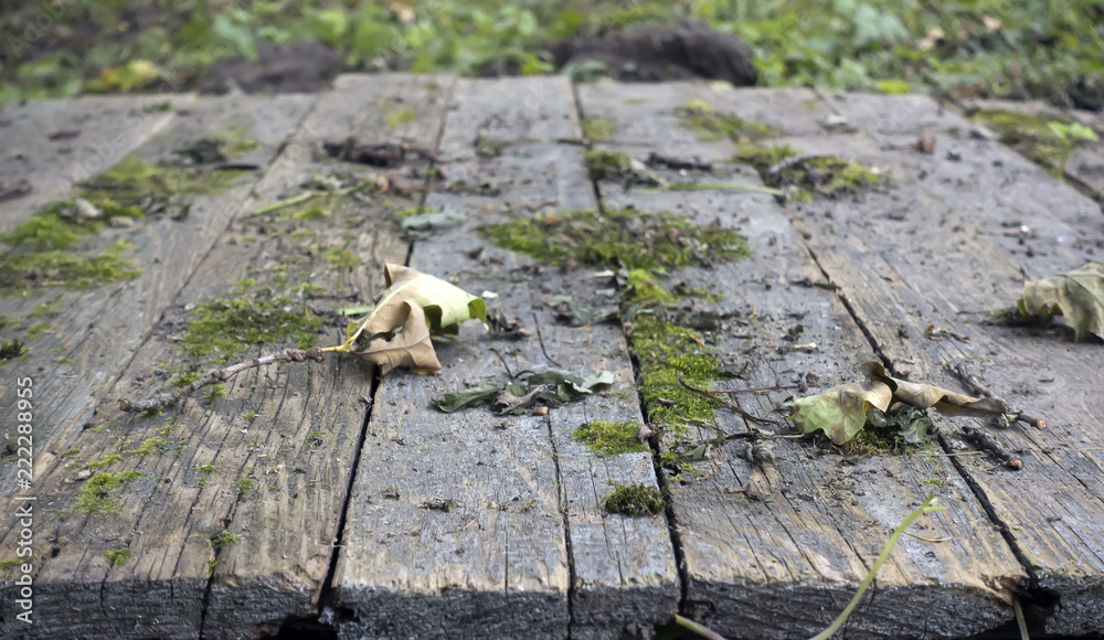 Obraz premium Old plank flooring with moss and dry leaves in the park